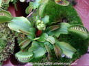 راهنمای نگهداری و پرورش گل و گیاهان زینتی - ونوس حشره خوار